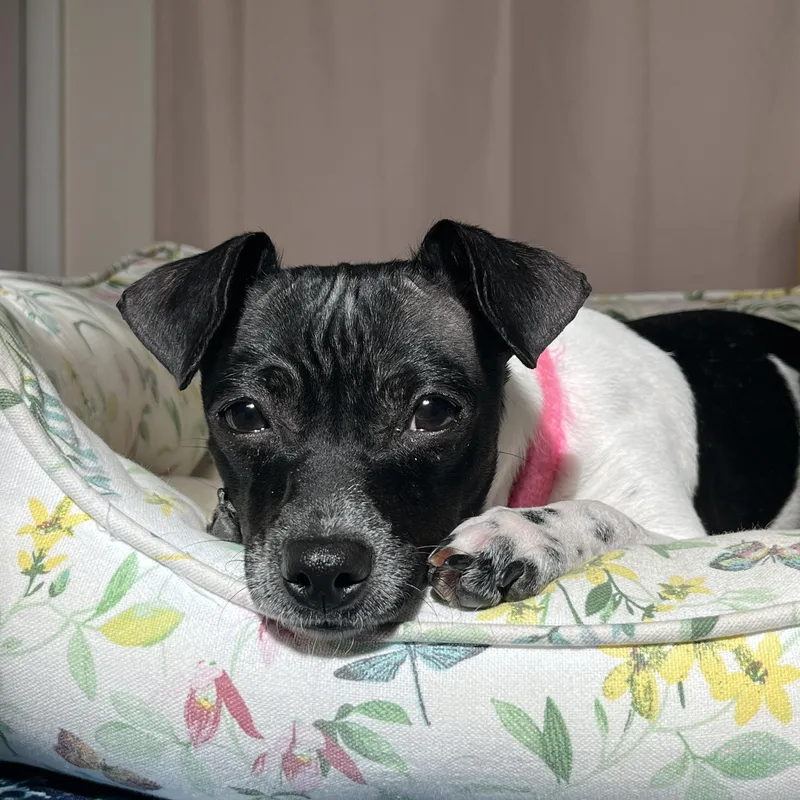 Sugar Pops thumbnail 3