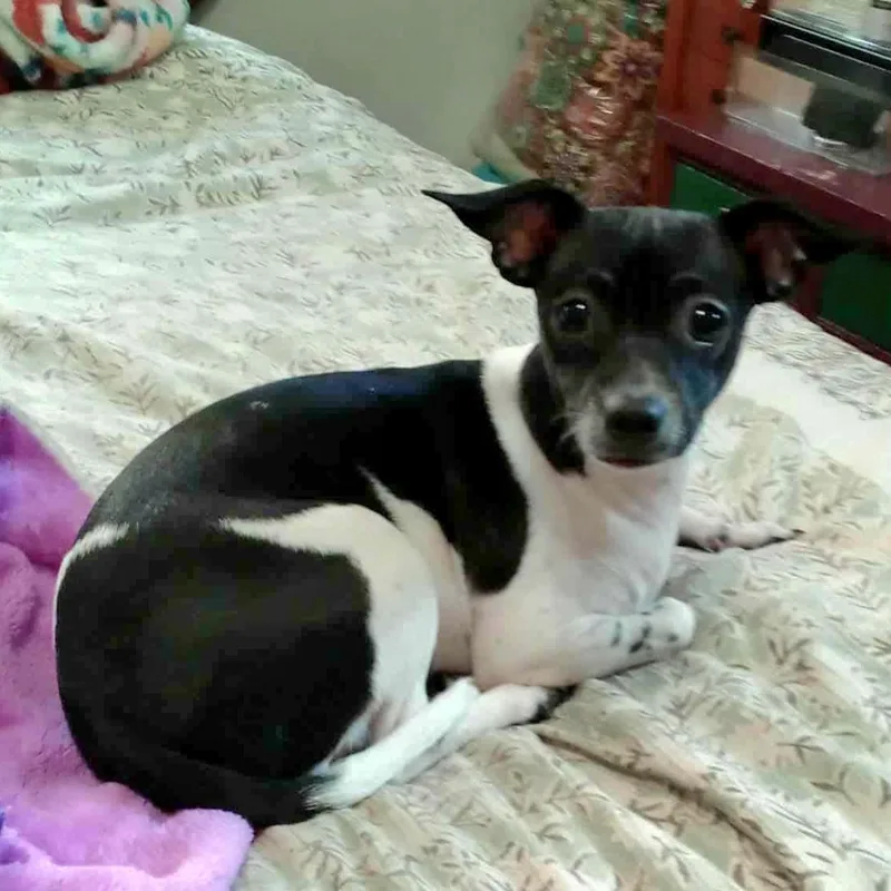 Sugar Pops thumbnail 4