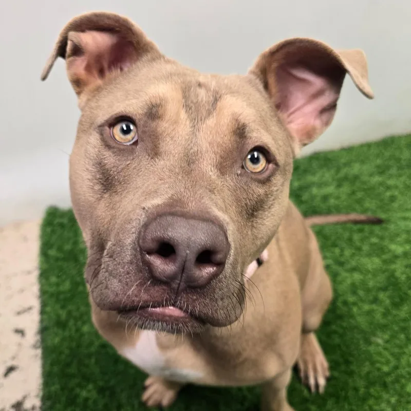 A young large-sized male Brown / Chocolate Mixed Breed dog named Tank for adoption in Columbia, MO