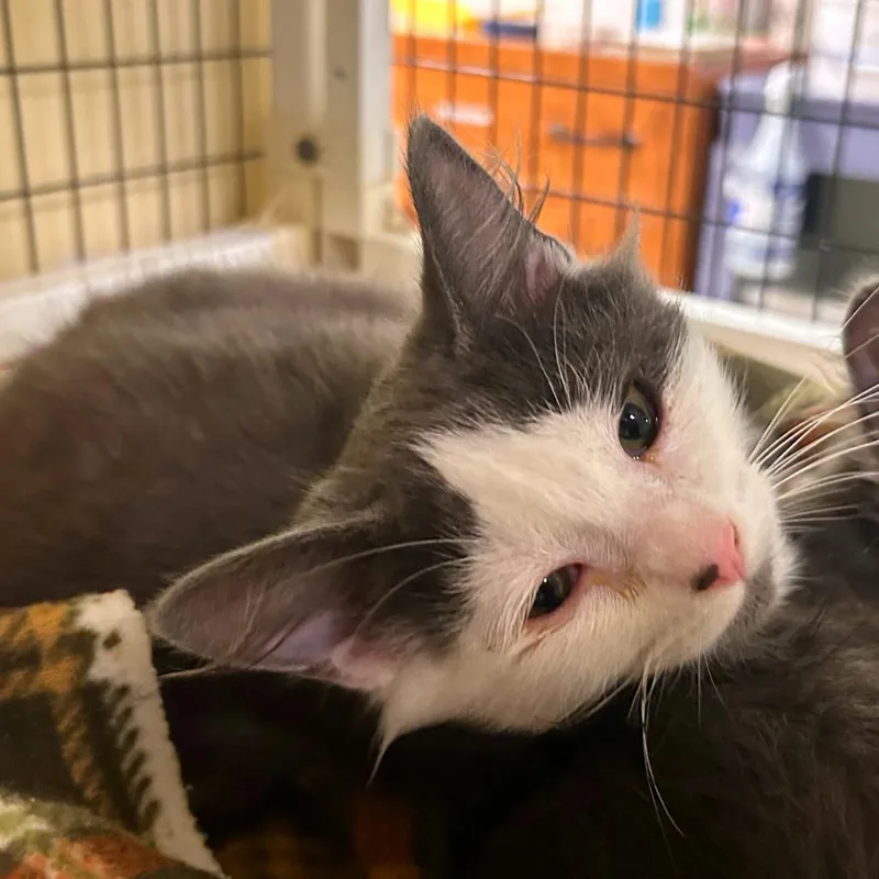 A baby small-sized female Domestic Medium Hair cat named Biscuits for adoption in Woodinville, WA
