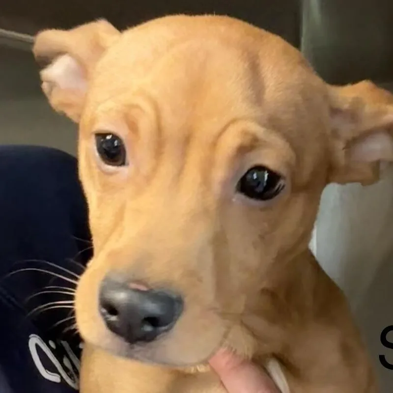 A baby small-sized female Terrier dog named Peanut for adoption in Knoxville, TN