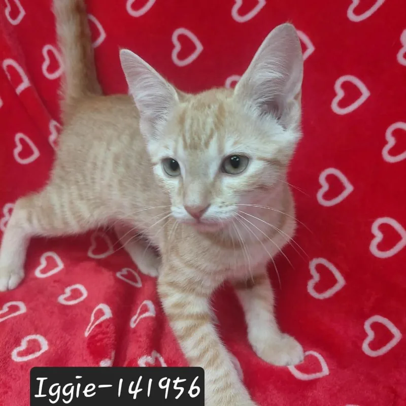A baby small-sized male Domestic Short Hair cat named Iggie for adoption in New Tazewell, TN