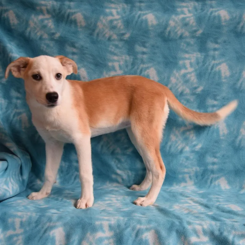 A baby large-sized female White / Cream Husky dog named Serena for adoption in Eureka, CA