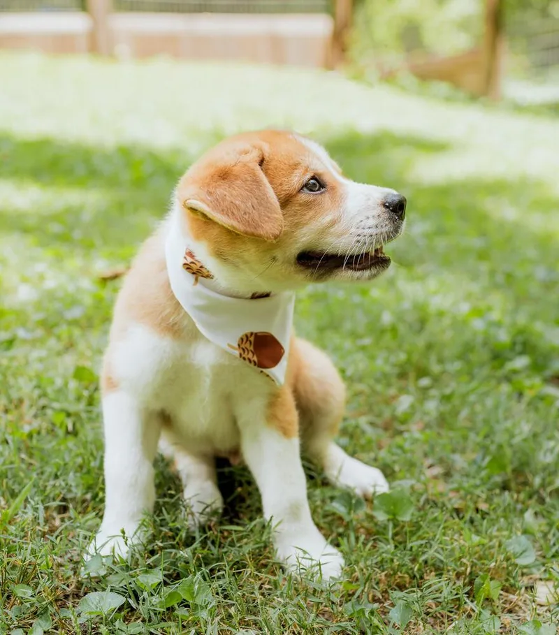 A baby small-sized male White / Cream Australian Shepherd dog named Waffle for adoption in Chattanooga, TN