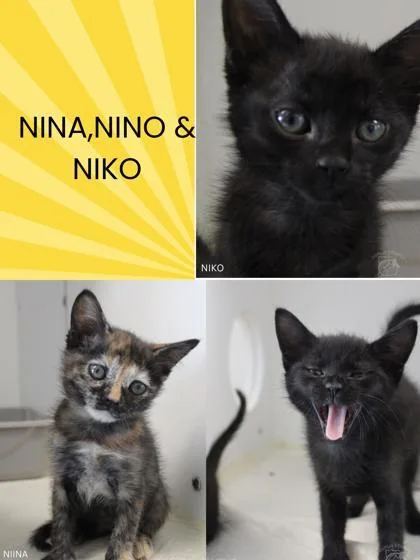 A baby small-sized male Domestic Short Hair cat named Nino for adoption in Kenansville, NC
