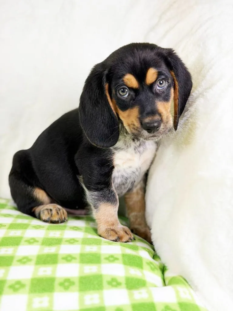 A baby medium-sized male Beagle dog named Spring Litter  Twig for adoption in Savage, MN