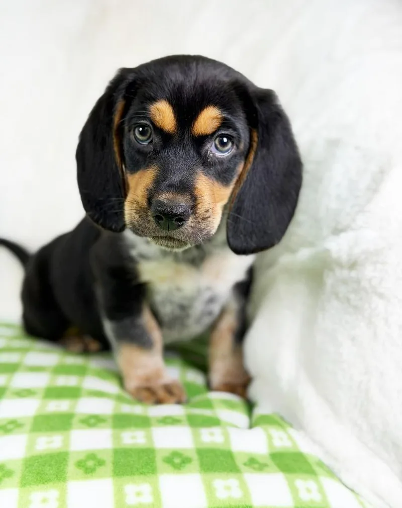 Spring Litter  Twig thumbnail 2