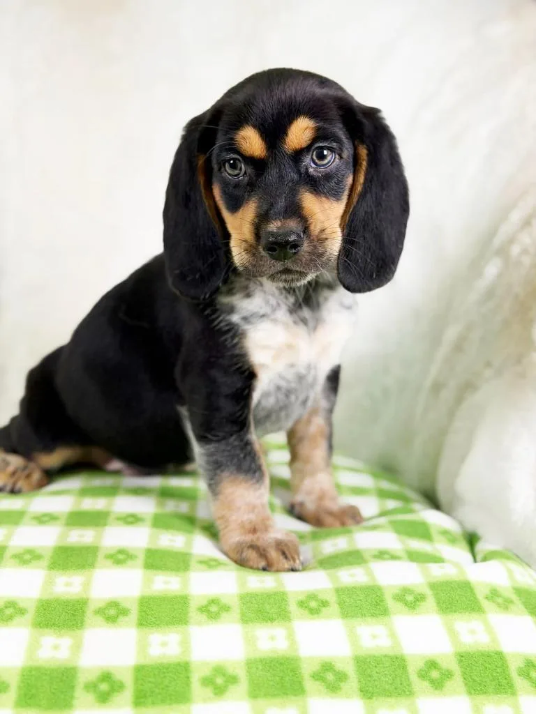 Spring Litter  Twig thumbnail 4