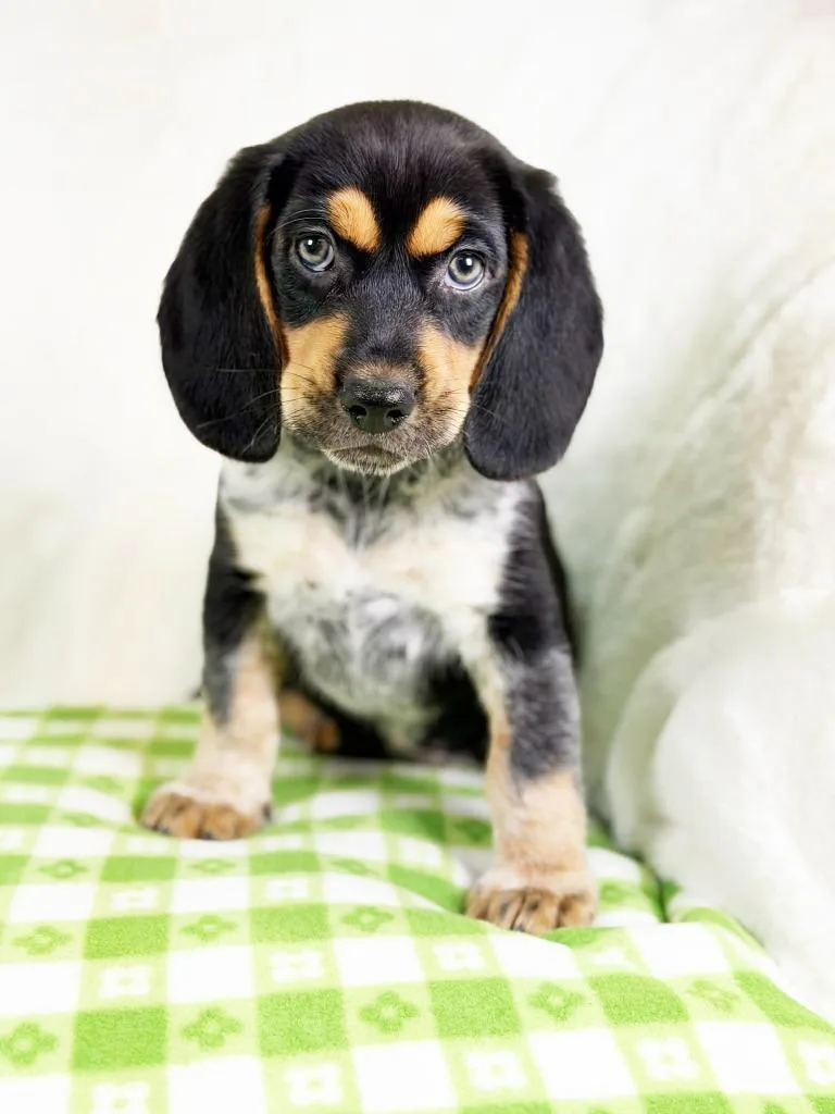 Spring Litter  Twig thumbnail 5