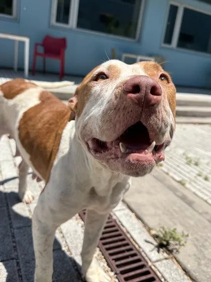 An adult large-sized female Pit Bull Terrier dog named Jane for adoption in New Orleans, LA