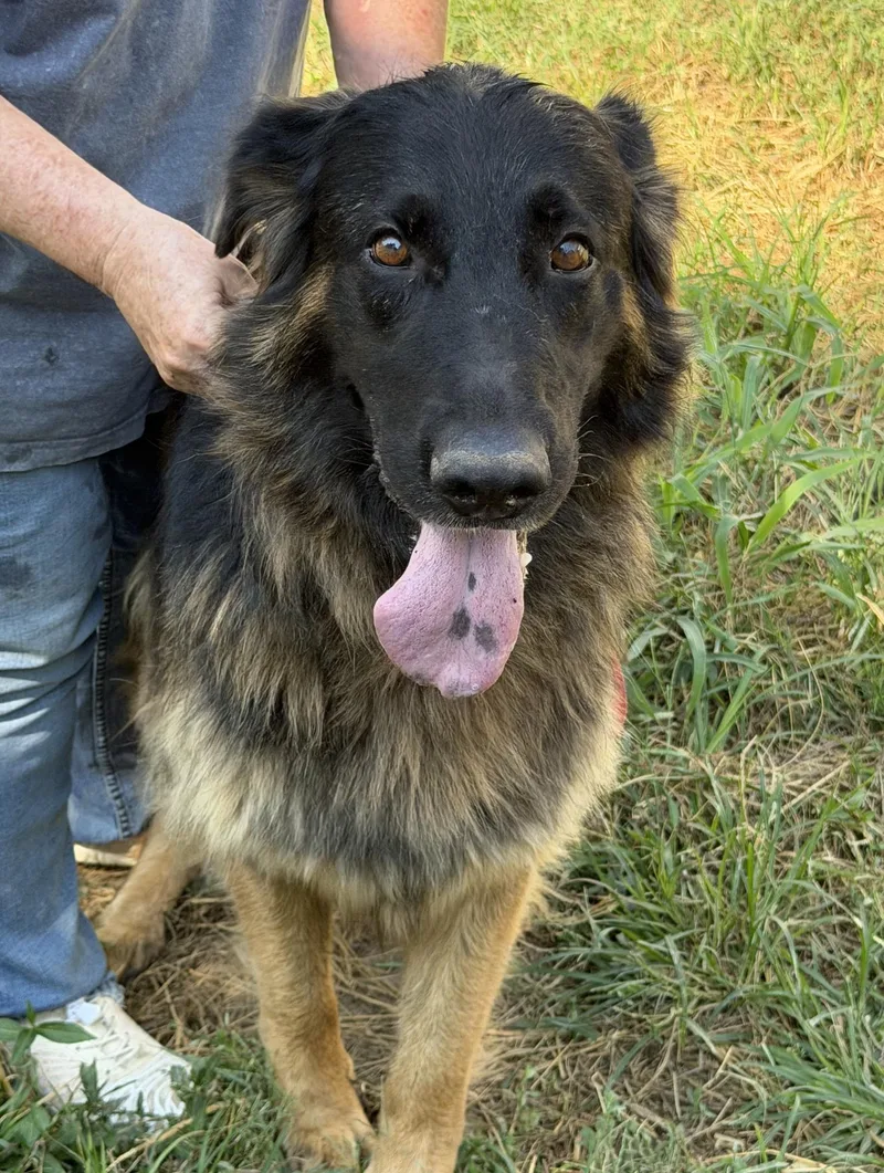 An adult large-sized male German Shepherd Dog dog named Tank for adoption in Blue Springs, MO