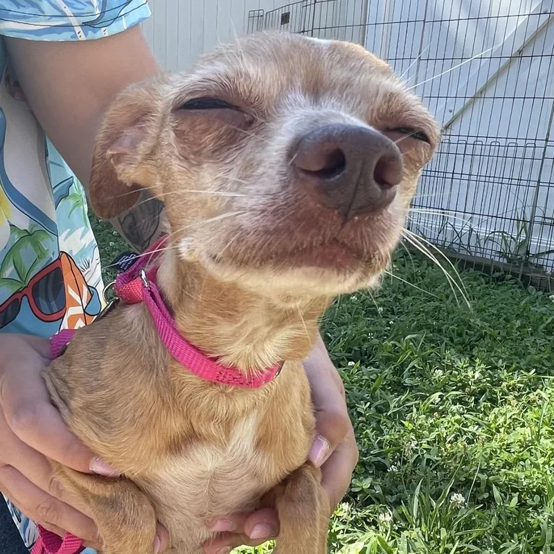 A senior small-sized male Yellow / Tan / Blond / Fawn Chihuahua dog named Nene for adoption in Springfield, MA