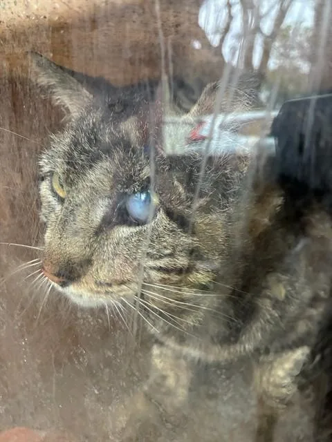 A senior small-sized male Domestic Short Hair cat named Pops for adoption in Rancho Cucamonga, CA
