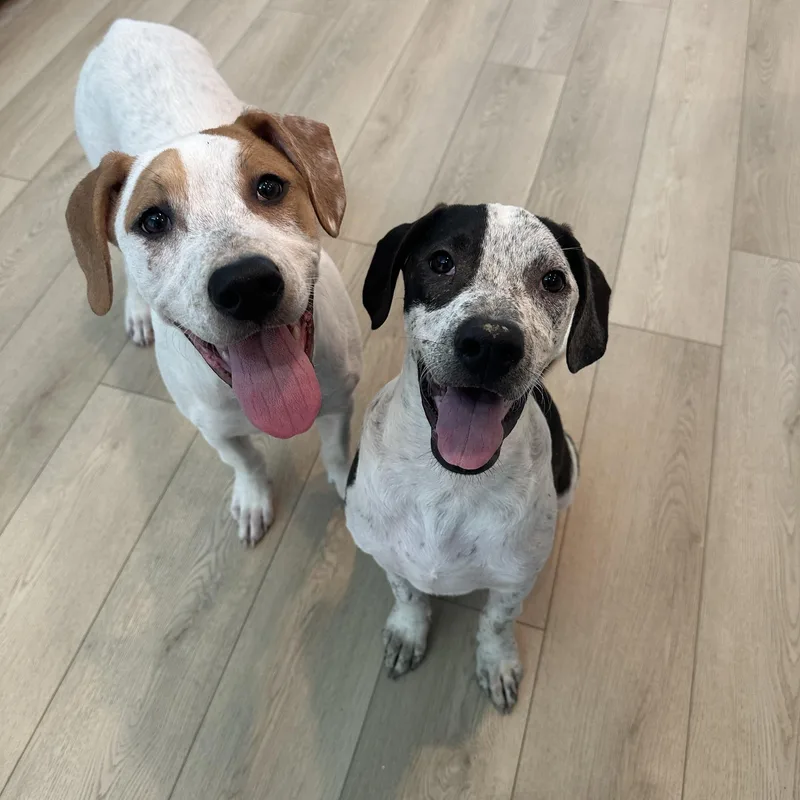 A young medium-sized male White / Cream Pointer dog named Dallas for adoption in Spring, TX
