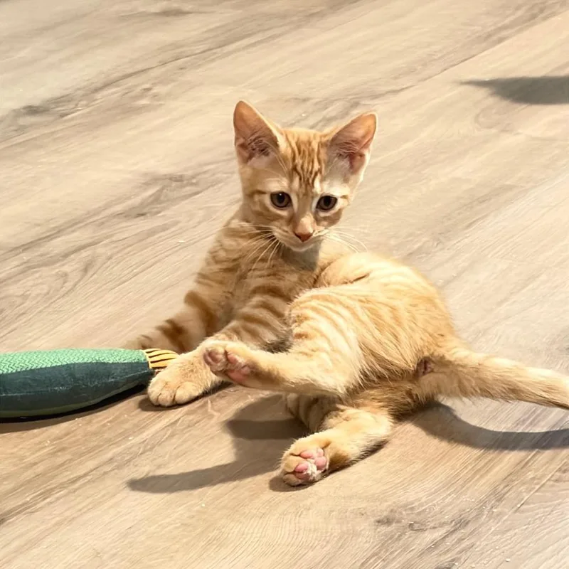 A baby small-sized female Orange / Red Domestic Short Hair cat named Quetzalcoatlus for adoption in Gibsonia, PA