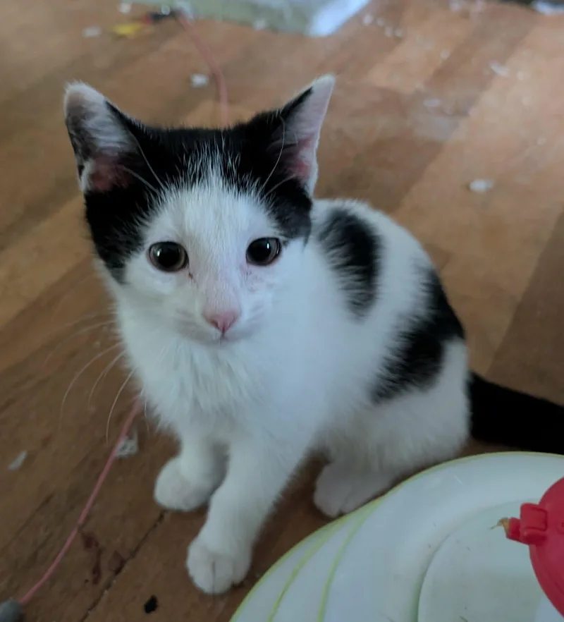 A baby medium-sized male Black & White / Tuxedo Domestic Short Hair cat named Sylvester for adoption in Battle Creek, MI