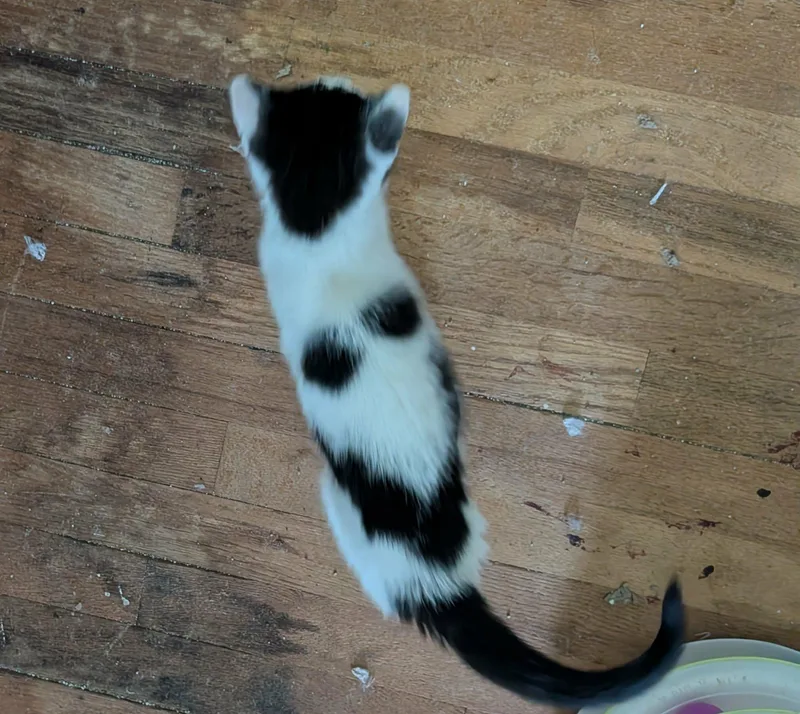 Sylvester thumbnail 2