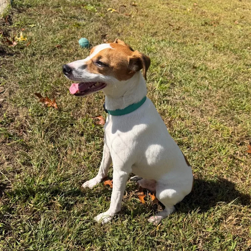 An adult medium-sized male Jack Russell Terrier dog named Ziggy for adoption in Griswold, CT