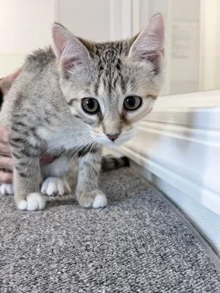 Cadbury