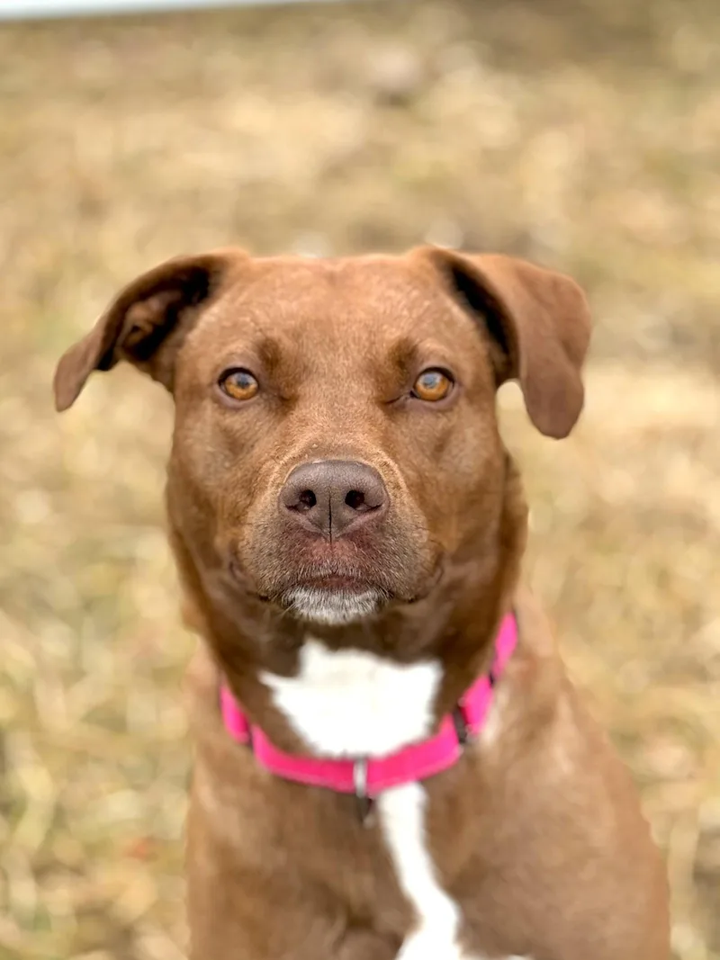 An adult large-sized female Labrador Retriever dog named Mattie for adoption in Arlington, VT