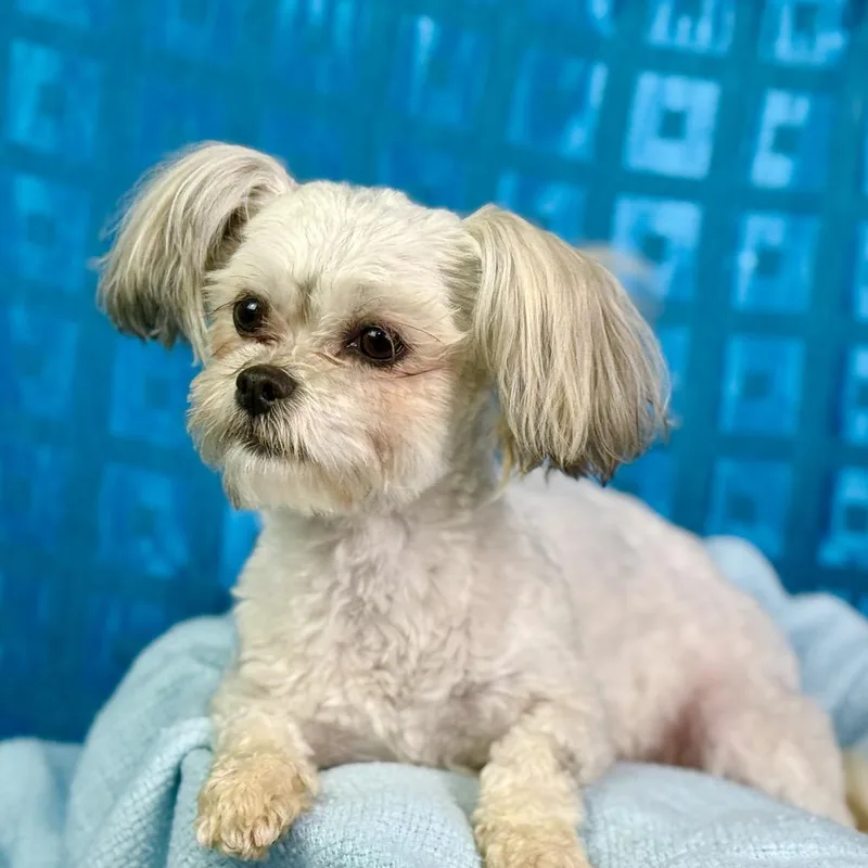 Teddy: Cutest Ears Ever! thumbnail 2