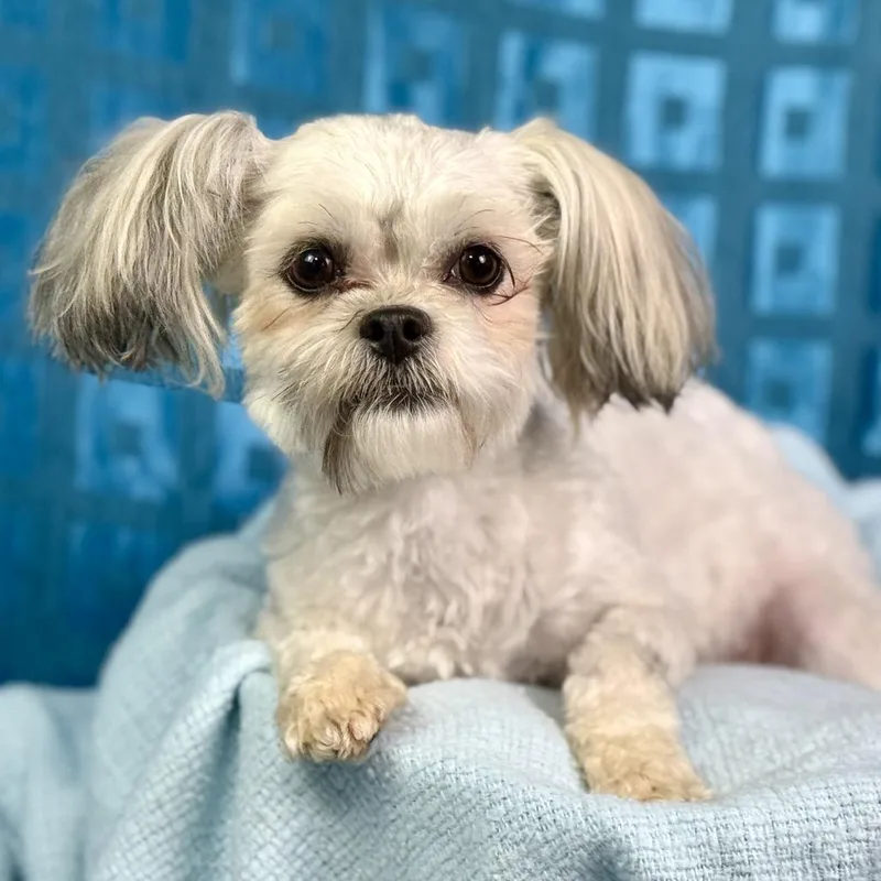 Teddy: Cutest Ears Ever! thumbnail 5