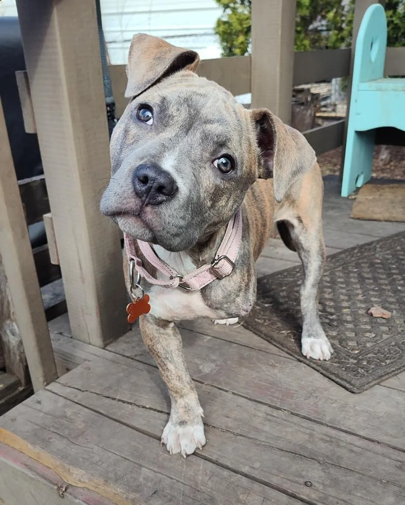 Sweet Pea thumbnail 2