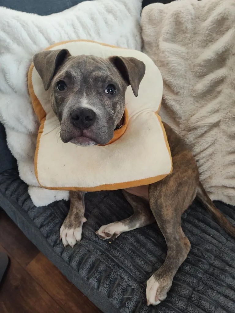 Sweet Pea thumbnail 3