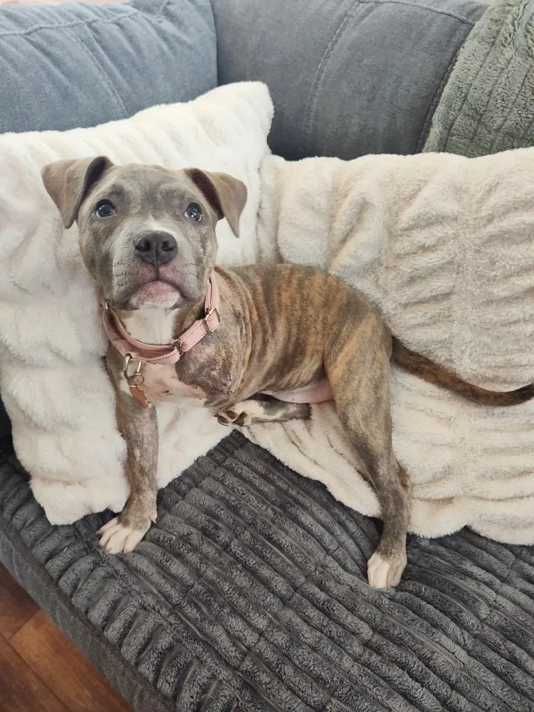 Sweet Pea thumbnail 4