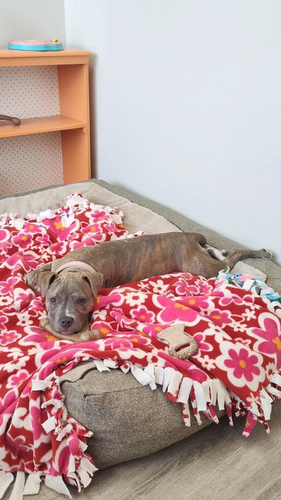 Sweet Pea thumbnail 5