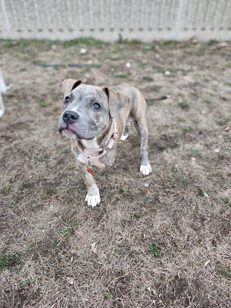 Sweet Pea thumbnail 6