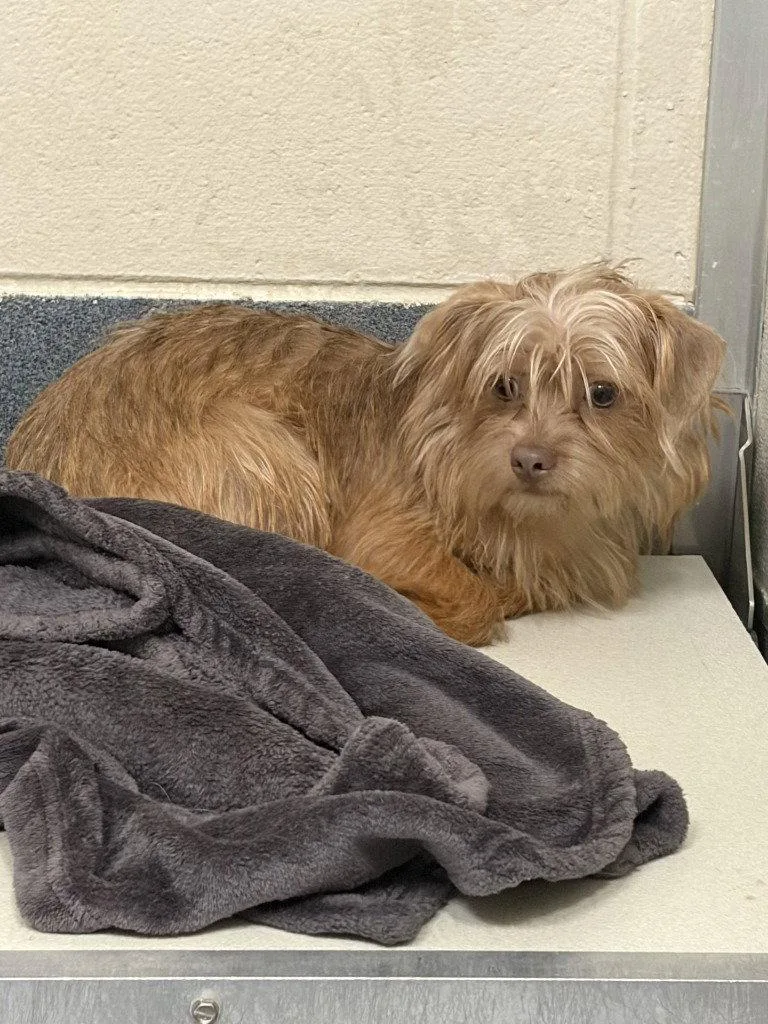 An adult large-sized male Yorkshire Terrier dog named Pr Cannoli for adoption in Glen Allen, VA