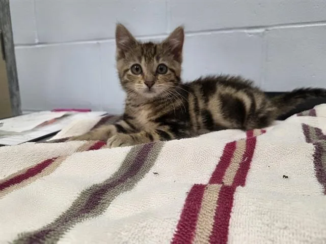 A baby small-sized male Bengal cat named Charles for adoption in Ames, IA