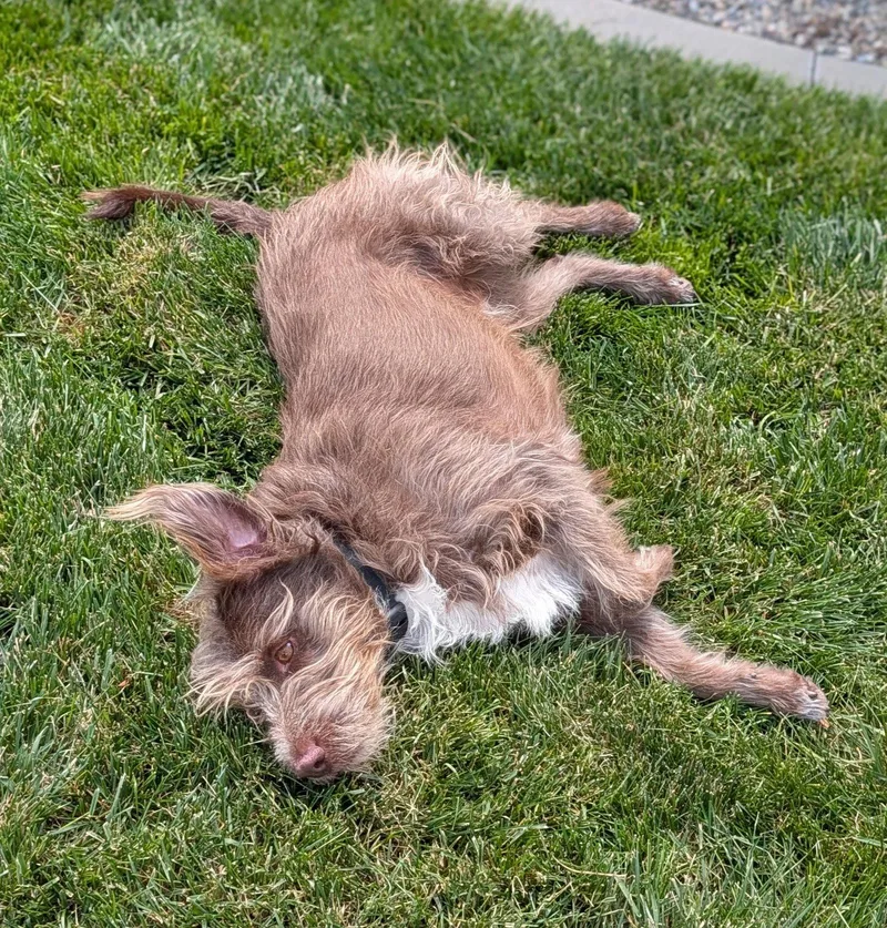 An adult medium-sized male Terrier dog named Dezmund for adoption in Salt Lake City, UT