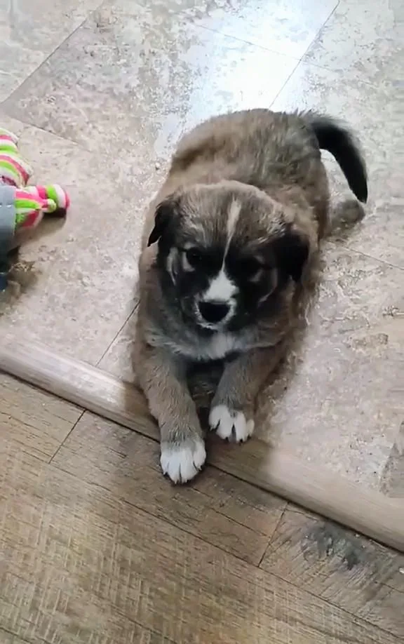 Jack Jack thumbnail 2