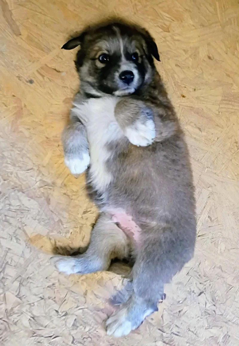 Jack Jack thumbnail 3