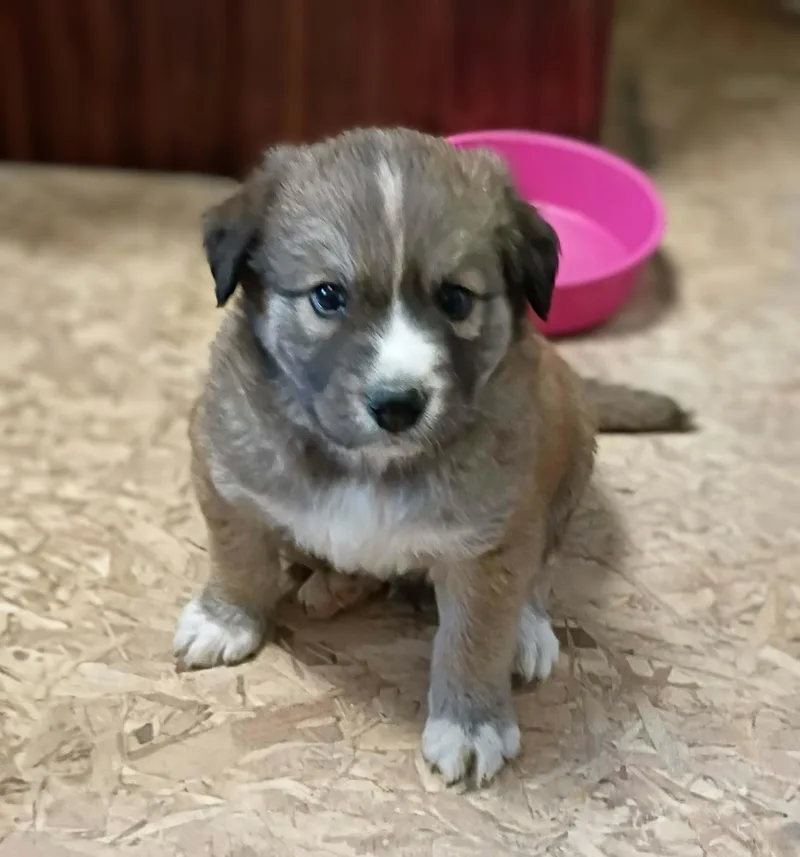 Jack Jack thumbnail 4