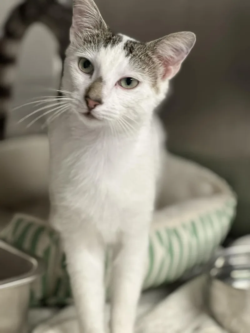 An adult medium-sized male Gray & White Domestic Short Hair cat named Dispatch for adoption in Nashville, TN