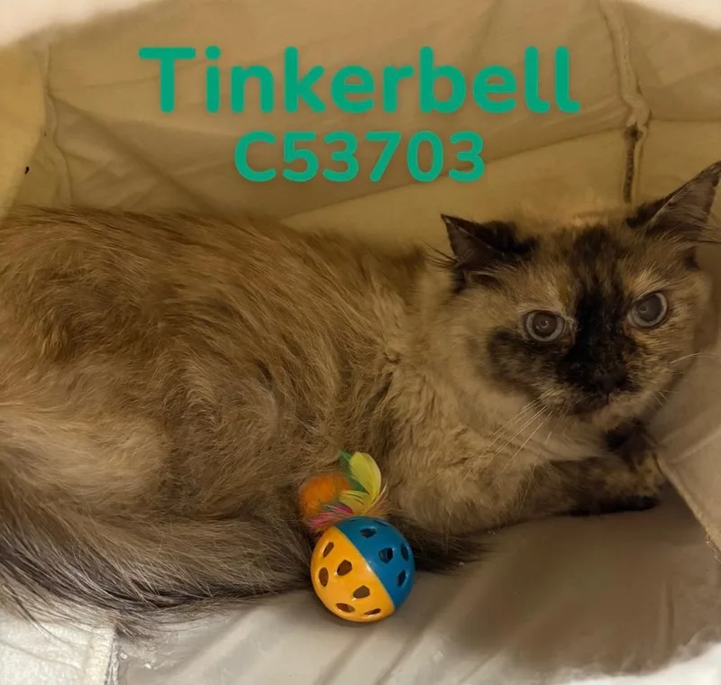 Tinkerbell thumbnail 2