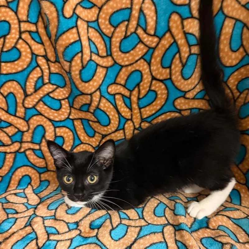 A baby small-sized male Black Domestic Short Hair cat named Michelle for adoption in Newberg, OR