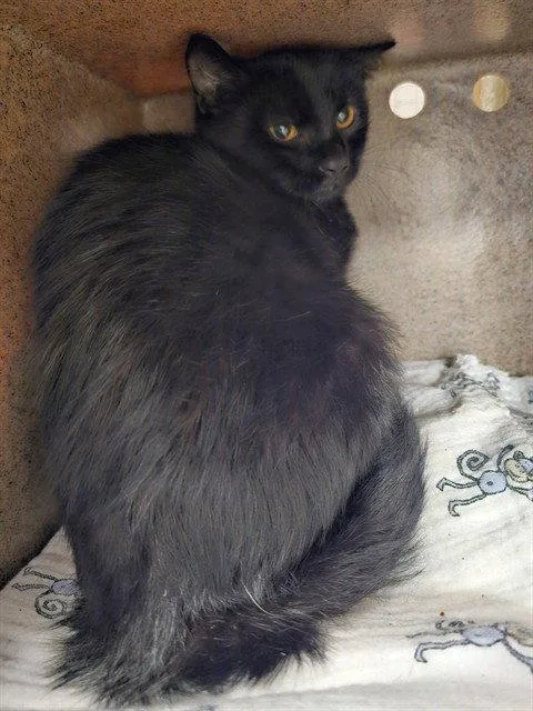 A young medium-sized male Domestic Short Hair cat named Weezer for adoption in Clyde, NC