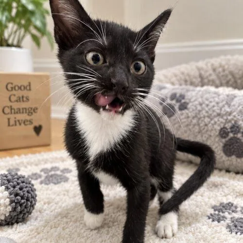 A baby small-sized male Domestic Short Hair cat named Monster for adoption in Coachella, CA