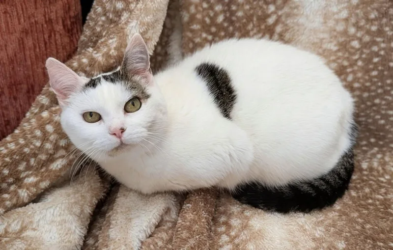 A baby medium-sized female Domestic Short Hair cat named Abigail for adoption in Nashville, TN