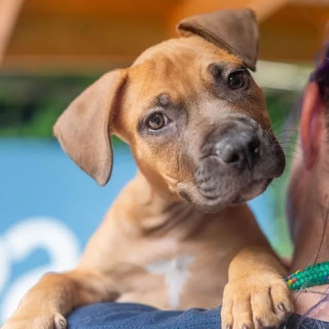 A baby medium-sized female Yellow / Tan / Blond / Fawn Mixed Breed dog named Rory for adoption in Decatur, GA
