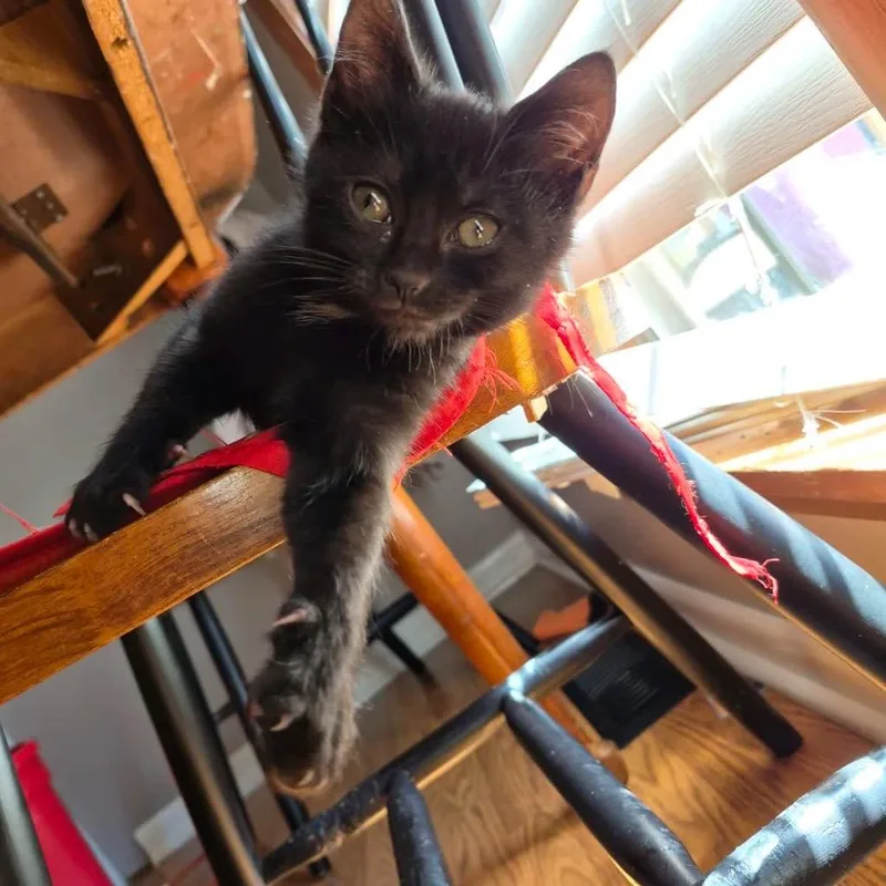 A baby medium-sized female Domestic Short Hair cat named Ivy for adoption in Johnson City, TN