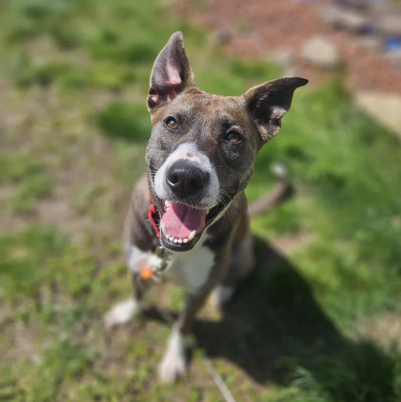 An adult medium-sized female Australian Shepherd dog named Bella for adoption in Claridge, PA