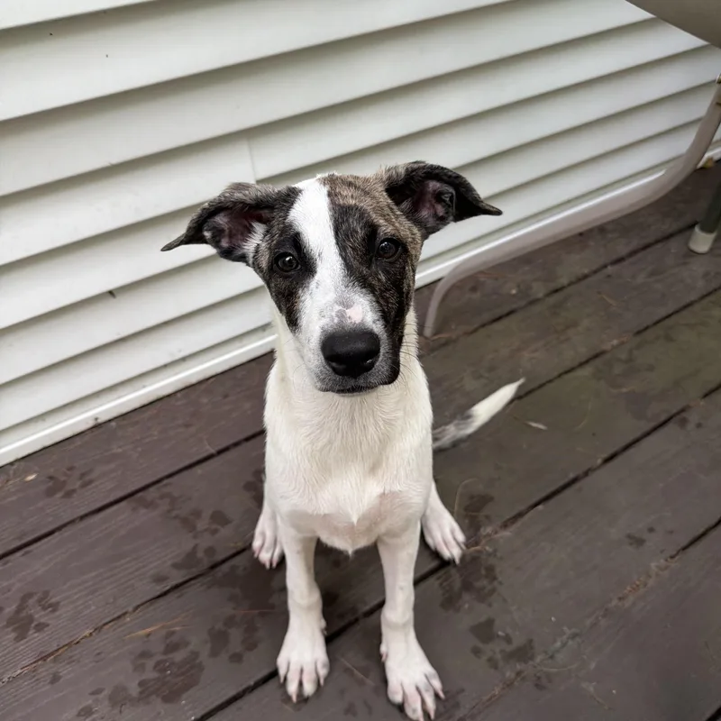 Pupperoni