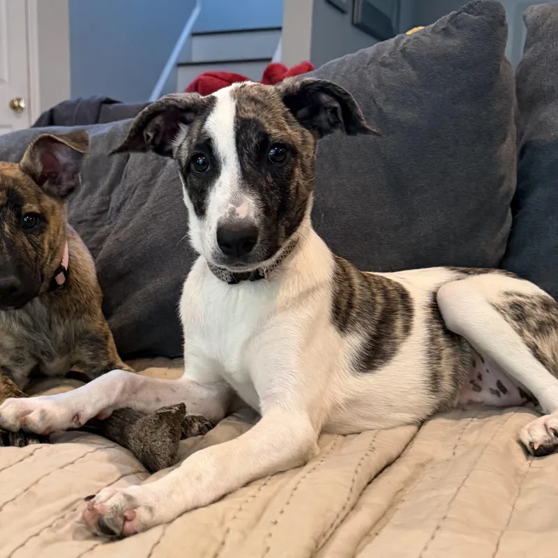 Pupperoni thumbnail 2