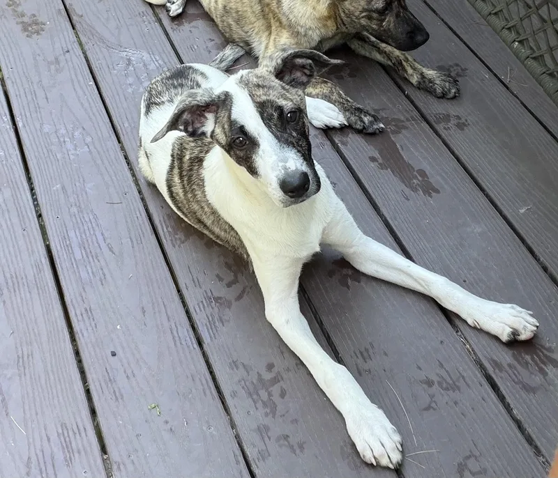 Pupperoni thumbnail 3