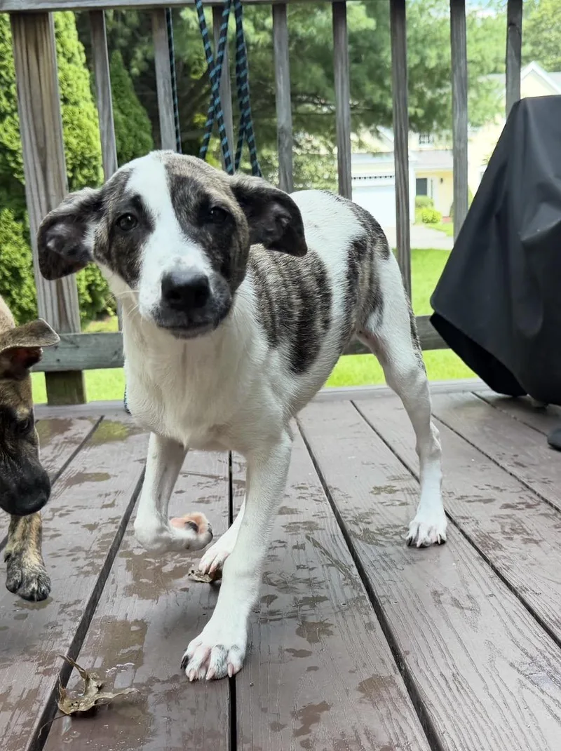 Pupperoni thumbnail 4